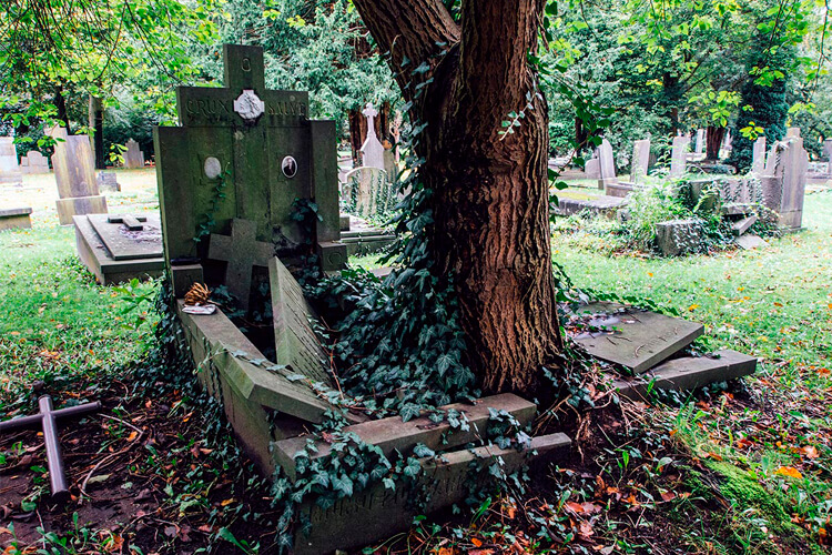 Деревья на кладбище