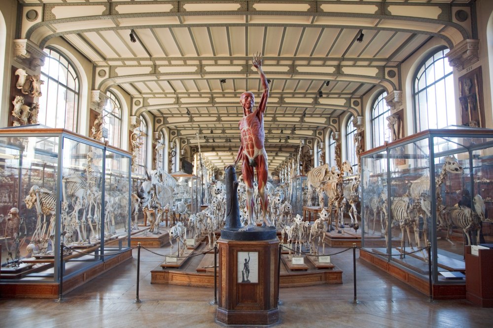 Патологоанатомический музей Бартса